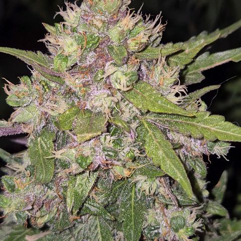 Anna, CBD (49-56BT/77- 84 Tage nach Keimung) growlog timeline photo