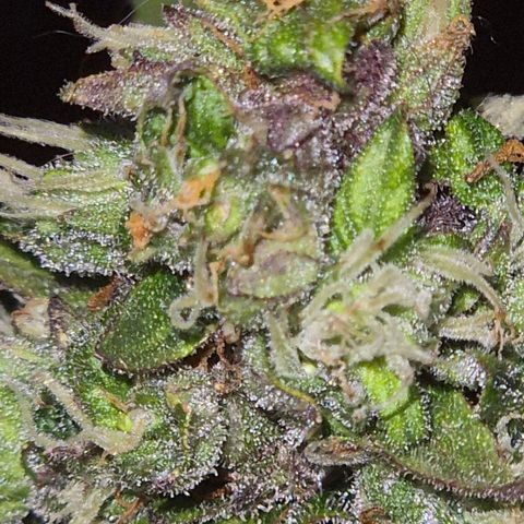 Anna, CBD (49-56BT/77- 84 Tage nach Keimung) growlog timeline photo