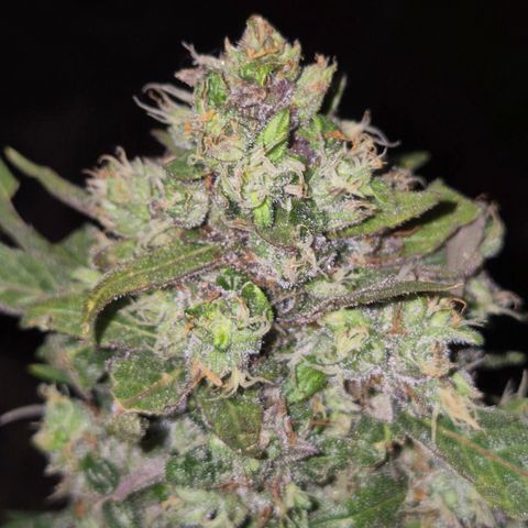 Anna, CBD (49-56BT/77- 84 Tage nach Keimung) growlog timeline photo