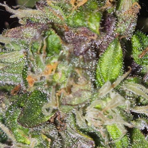 Anna, CBD (49-56BT/77- 84 Tage nach Keimung) growlog timeline photo