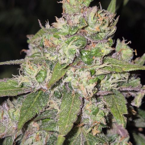Anna, CBD (49-56BT/77- 84 Tage nach Keimung) growlog timeline photo