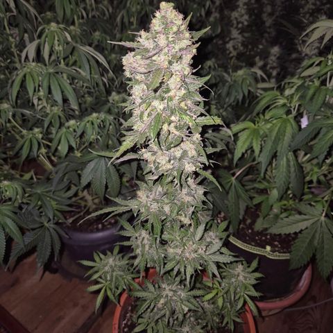 Anna, CBD (49-56BT/77- 84 Tage nach Keimung) growlog timeline photo