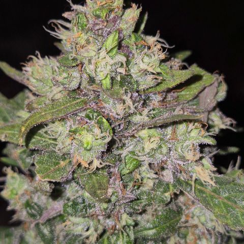 Anna, CBD (49-56BT/77- 84 Tage nach Keimung) growlog timeline photo