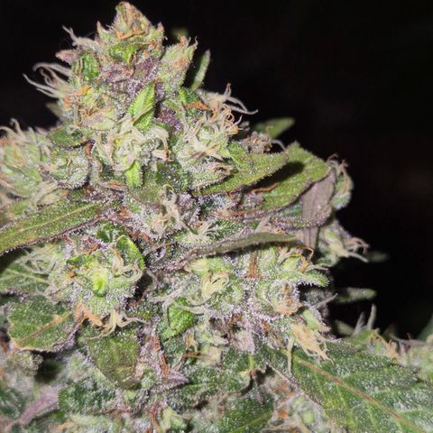 Anna, CBD (49-56BT/77- 84 Tage nach Keimung) growlog timeline photo