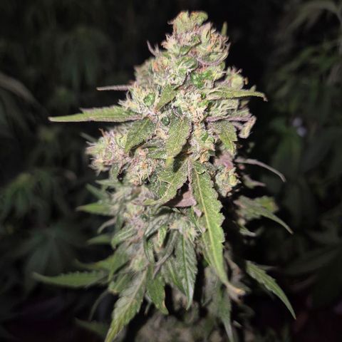 Anna, CBD (49-56BT/77- 84 Tage nach Keimung) growlog timeline photo
