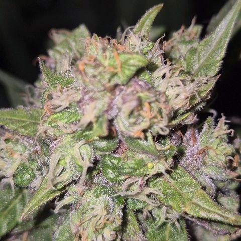 Anna, CBD (49-56BT/77- 84 Tage nach Keimung) growlog timeline photo