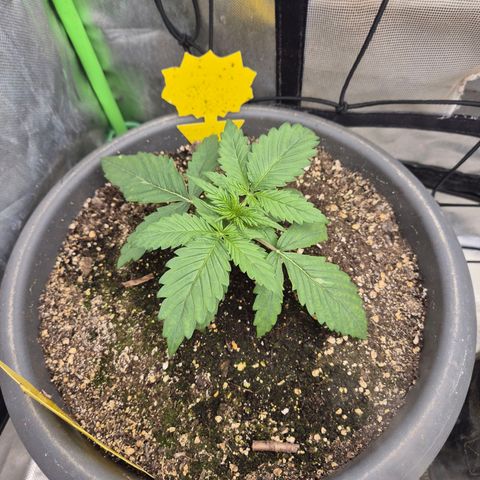 LSD auto (63-70 Tage ab Keimung) growlog timeline photo