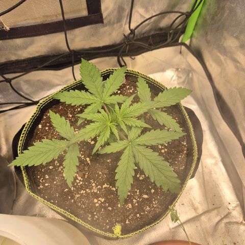 💚CHOCOLOPE 🍫 ☕️auto (56-63 BT) growlog timeline photo