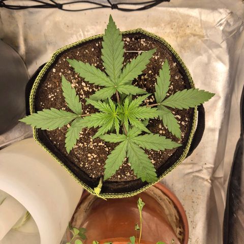 💚CHOCOLOPE 🍫 ☕️auto (56-63 BT) growlog timeline photo