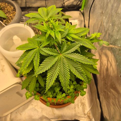 💚Bubba kush 🦝 (56-63 BT) growlog photo: 2 Blätter entfernt