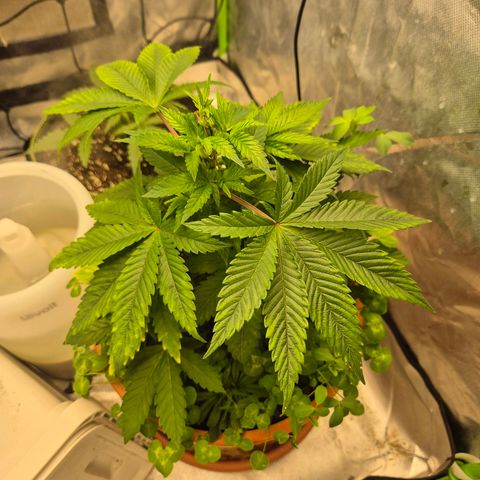 💚Bubba kush 🦝 (56-63 BT) growlog timeline photo