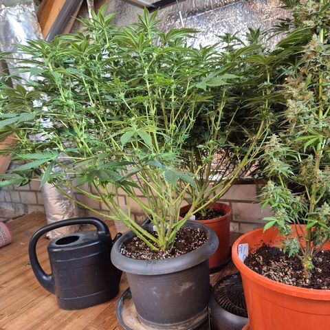 WTF- Königin Mimosa evo 👑👑👑 (65-70bt) growlog timeline photo
