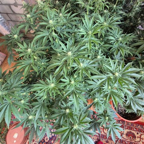 WTF- Königin Mimosa evo 👑👑👑 (65-70bt) growlog timeline photo