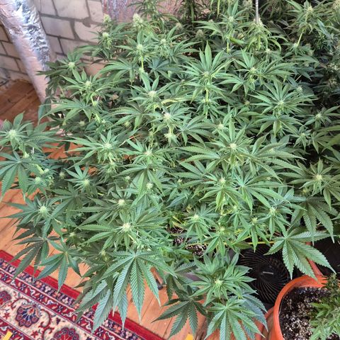 WTF- Königin Mimosa evo 👑👑👑 (65-70bt) growlog timeline photo