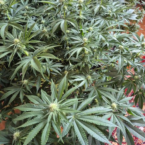WTF- Königin Mimosa evo 👑👑👑 (65-70bt) growlog photo: Gesund!🥰