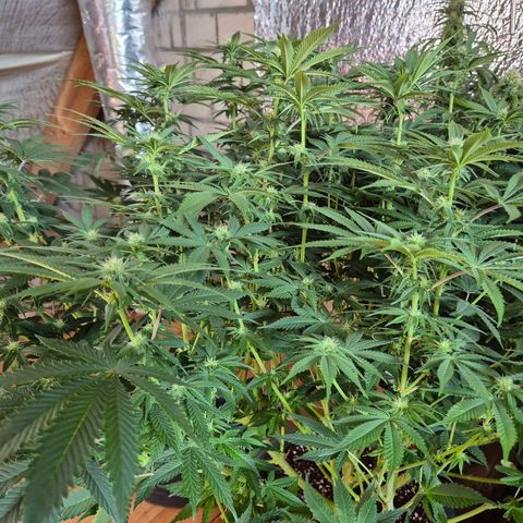 WTF- Königin Mimosa evo 👑👑👑 (65-70bt) growlog timeline photo