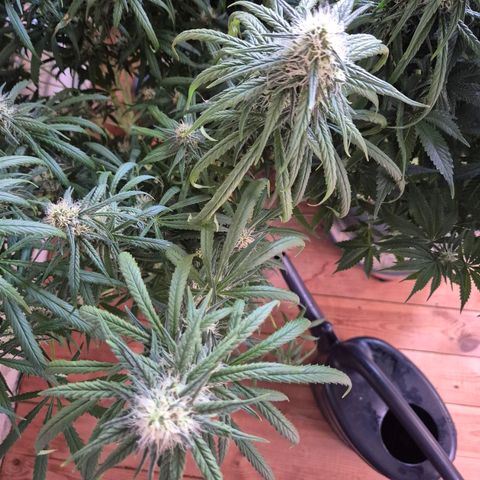 Afghani #1 (45-50bt) growlog timeline photo