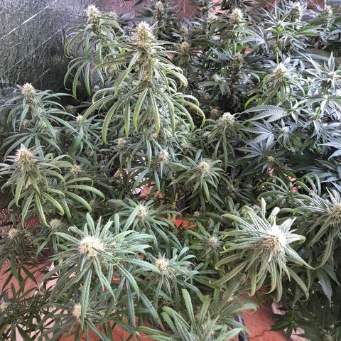 Afghani #1 (45-50bt) growlog timeline photo