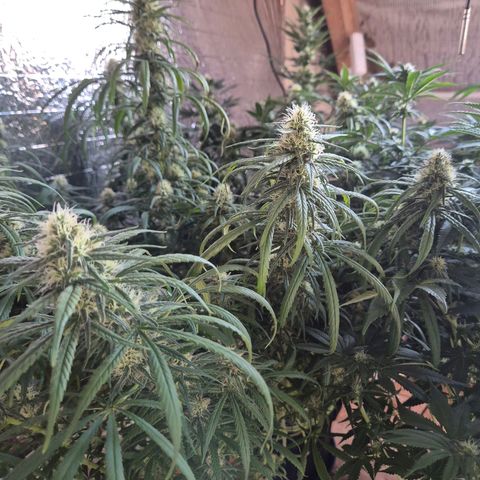 Afghani #1 (45-50bt) growlog timeline photo