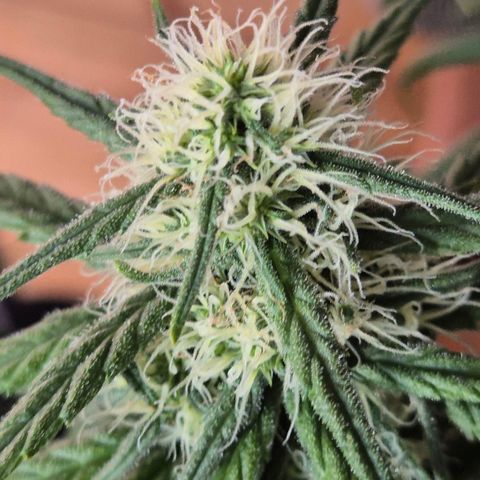 Afghani #1 (45-50bt) growlog timeline photo
