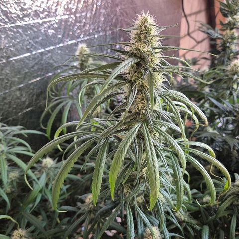 Afghani #1 (45-50bt) growlog timeline photo