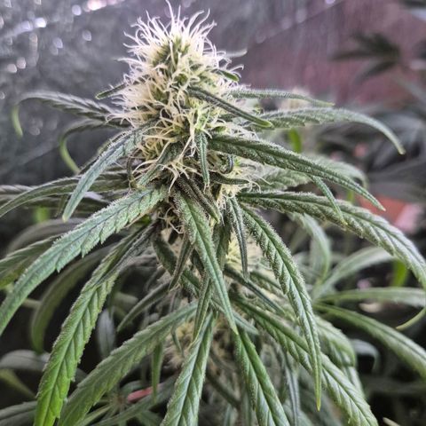 Afghani #1 (45-50bt) growlog timeline photo