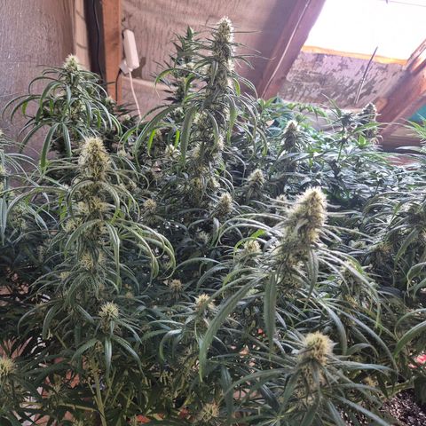 Afghani #1 (45-50bt) growlog timeline photo
