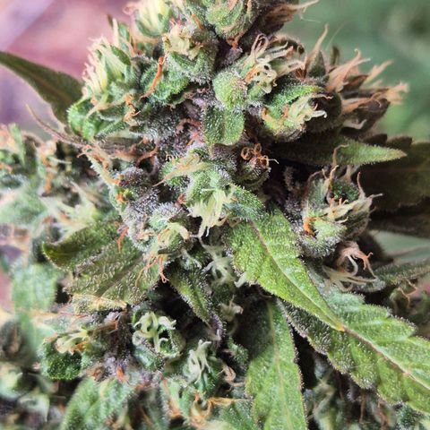 Anna, CBD (49-56BT/77- 84 Tage nach Keimung) growlog timeline photo
