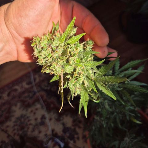 Anna, CBD (49-56BT/77- 84 Tage nach Keimung) growlog timeline photo