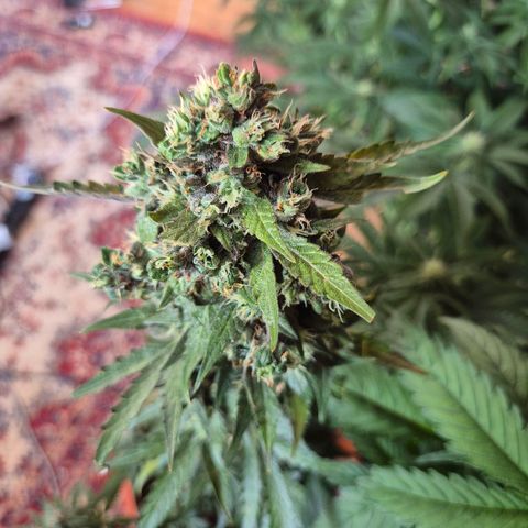 Anna, CBD (49-56BT/77- 84 Tage nach Keimung) growlog timeline photo