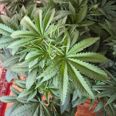 Ice cream cake 🍰 & permanent marker🖊(65-73bt) growlog timeline photo