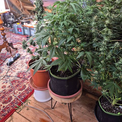 Ice cream cake 🍰 & permanent marker🖊(65-73bt) growlog timeline photo