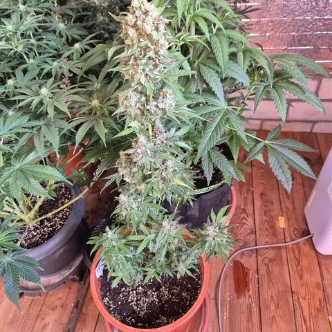 Anna, CBD (49-56BT/77- 84 Tage nach Keimung) growlog timeline photo