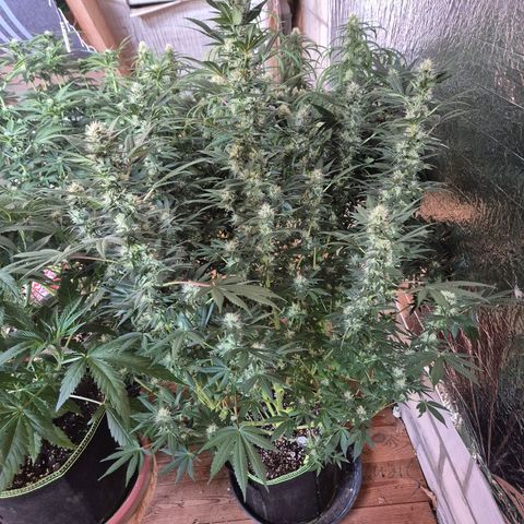 Biscotti (56-70bt) growlog timeline photo