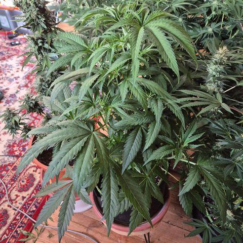 Ice cream cake 🍰 & permanent marker🖊(65-73bt) growlog timeline photo