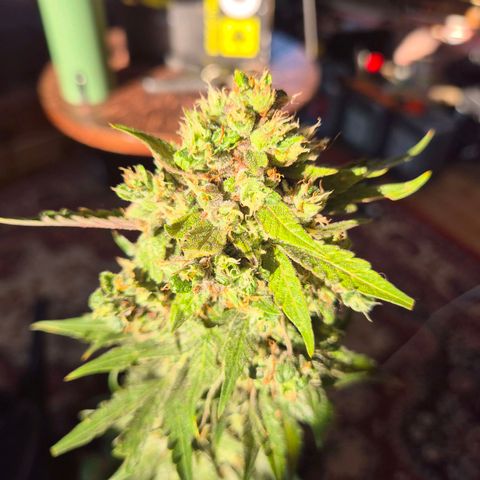 Anna, CBD (49-56BT/77- 84 Tage nach Keimung) growlog timeline photo