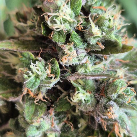 Anna, CBD (49-56BT/77- 84 Tage nach Keimung) growlog timeline photo