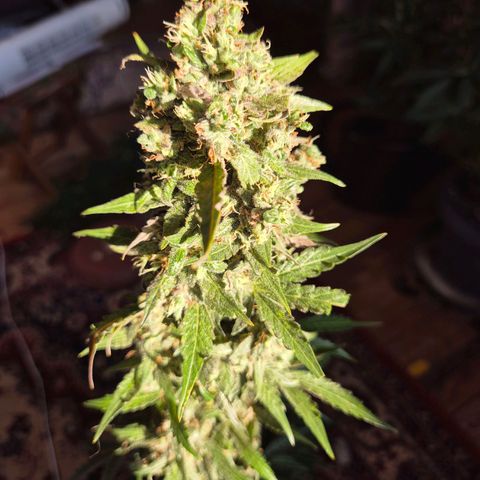 Anna, CBD (49-56BT/77- 84 Tage nach Keimung) growlog timeline photo