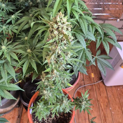 Anna, CBD (49-56BT/77- 84 Tage nach Keimung) growlog timeline photo