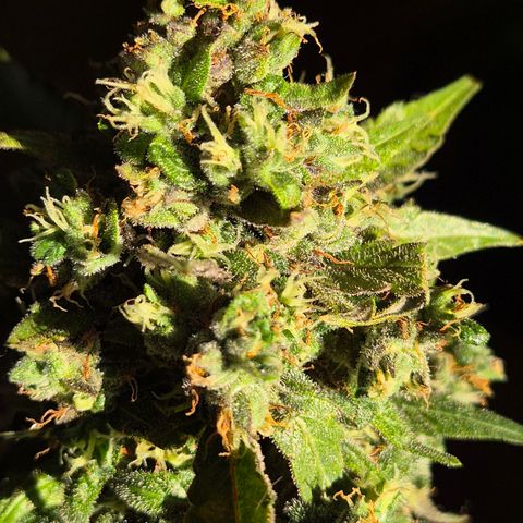 Anna, CBD (49-56BT/77- 84 Tage nach Keimung) growlog timeline photo
