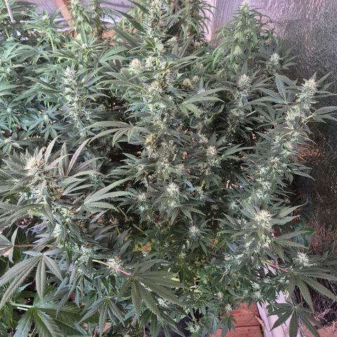 Biscotti (56-70bt) growlog timeline photo