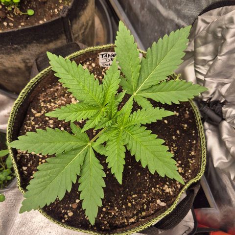 Tangerine dream 🌴 (60-65bt)  growlog timeline photo