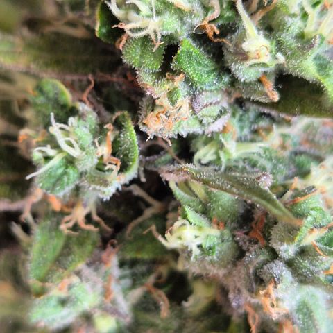 Anna, CBD (49-56BT/77- 84 Tage nach Keimung) growlog timeline photo