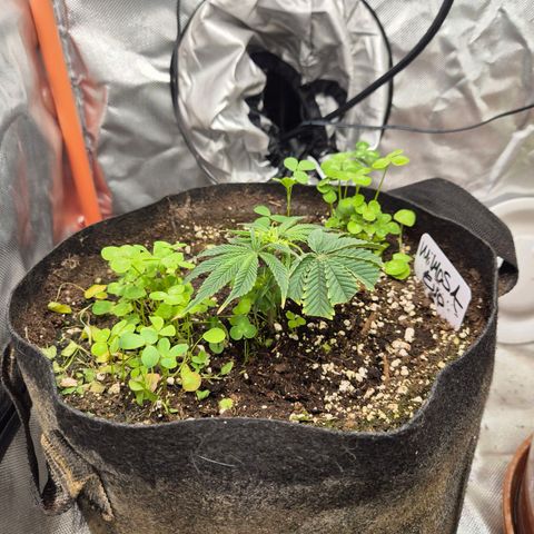 Mimosa evo stecki  🍊🍋🍍 (65-70bt) growlog timeline photo