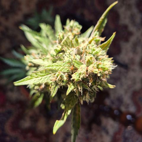 Anna, CBD (49-56BT/77- 84 Tage nach Keimung) growlog timeline photo