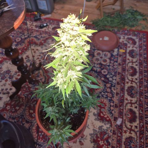 Anna, CBD (49-56BT/77- 84 Tage nach Keimung) growlog timeline photo