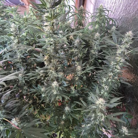 Biscotti (56-70bt) growlog timeline photo