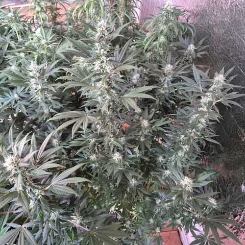 Biscotti (56-70bt) growlog timeline photo