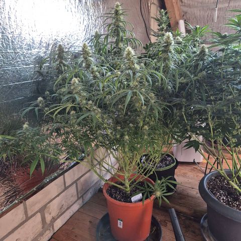 Afghani #1 (45-50bt) growlog timeline photo