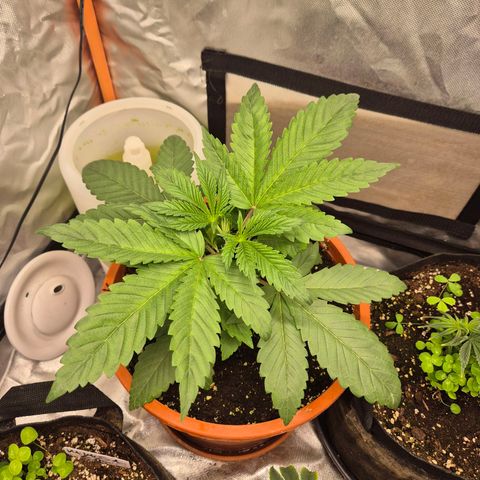 ICE 💚🧊 (63-70bt) growlog timeline photo